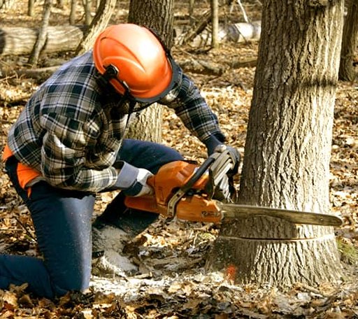 Tree Removal in Cinebar, WA